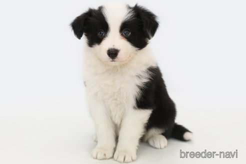 成約済の神奈川県のボーダーコリー-310464の1枚目